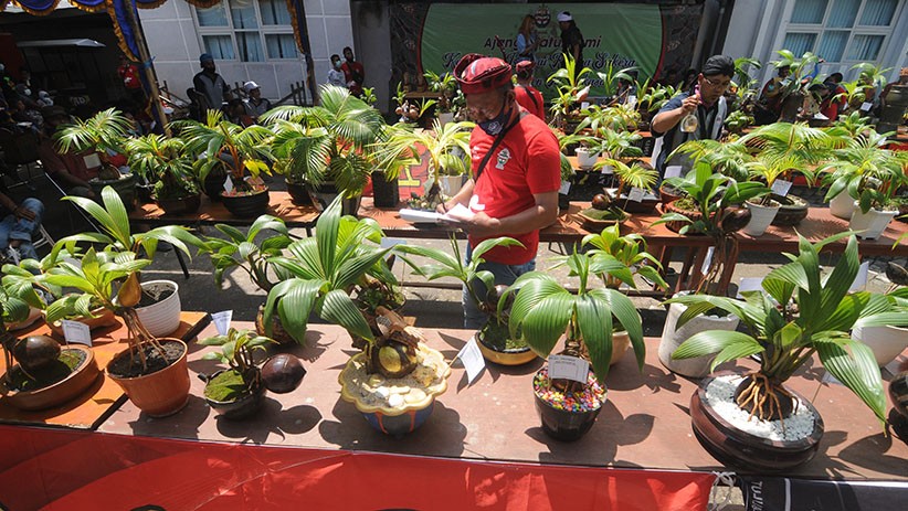 Kontes Bonsai Kelapa Tampilkan Tanaman Cantik dan Unik - Bagian 1