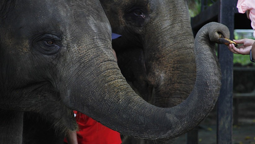 Wisatawan asal Arab Saudi Tewas Dinjak-injak Gajah di Taman Nasional