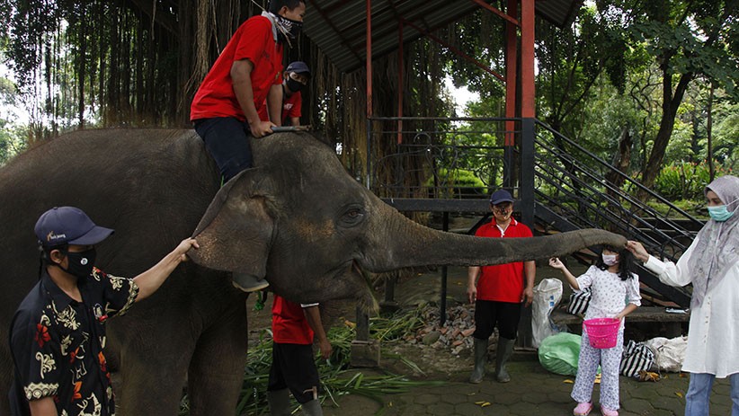 Serunya Memberi Makan Gajah Koleksi Solo Zoo - Bagian 2