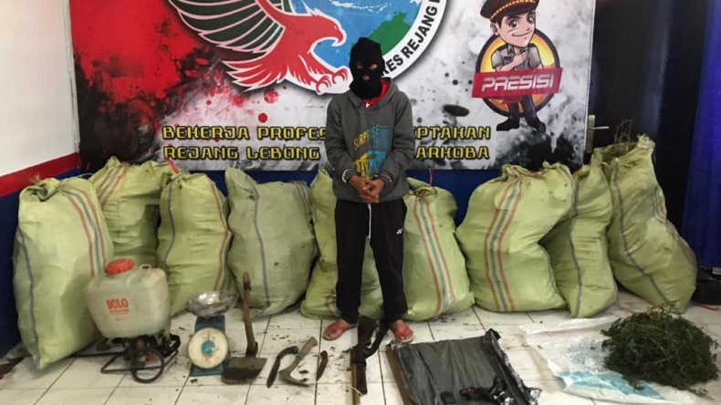 Tanam Ganja di Kebun Cabai, Guru SD di Bengkulu Ditangkap Polisi