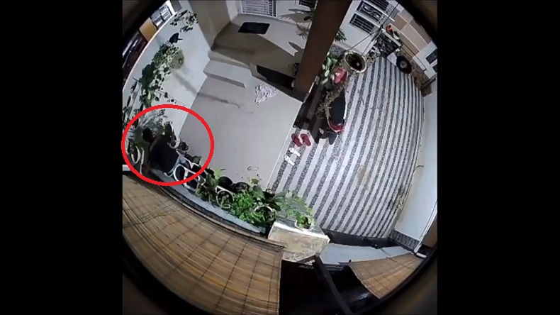 Tanaman Hias Digondol Maling, Pelaku Terekam CCTV Berusaha Keras Cabut Kembang dari Pot