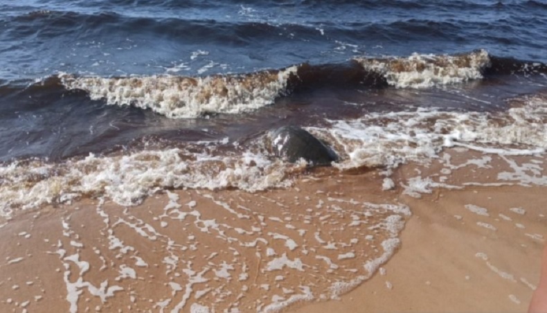 Penyu Hijau Kena Pancing Nelayan Diselamatkan Petugas Konservasi di Singkawang