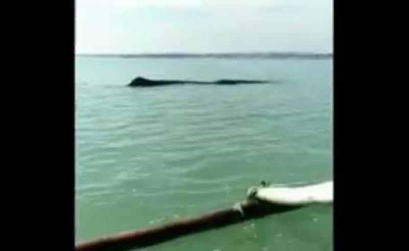 title Terdampar, Paus 15 Meter di Tuban Berhasil Dievakuasi ke Tengah Laut Terdampar, Paus 15 Meter di Tuban Berhasil Dievakuasi ke Tengah Laut