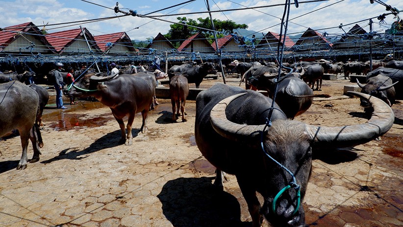 Terbesar di Dunia, Pasar Kerbau Toraja Utara Seluas 4 Hektare - Bagian 2