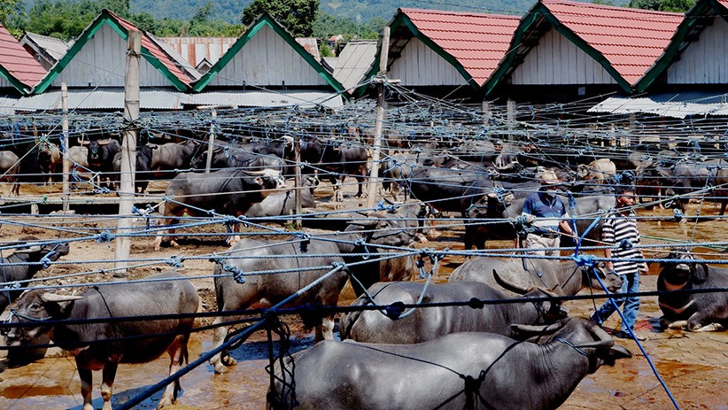 Terbesar di Dunia, Pasar Kerbau Toraja Utara Seluas 4 Hektare - Bagian 1