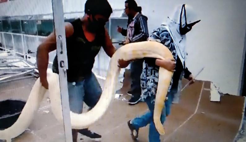 Puting Beliung Terjang Taman Reptil di Purbalingga, Begini Evakuasi Puluhan Ular Berbisa 