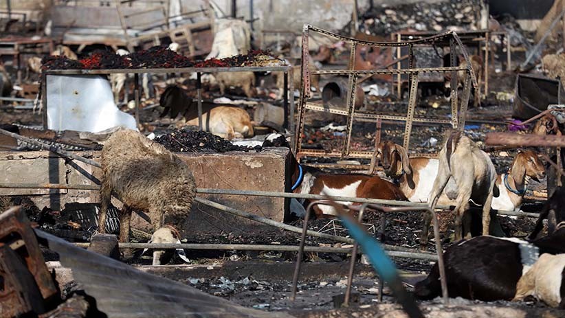 Begini Suasana Pasar Kambing Tanah Abang Pascakebakaran - Bagian 3
