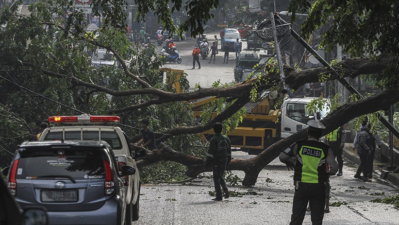 Pohon Tumbang Tutup Jalan Akses UI Depok, Sejumlah Kendaraan Parkir Tertimpa - Bagian 1