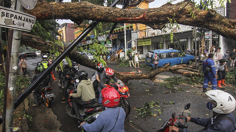 2 Warga Pasaman Tewas Tertimpa Pohon saat Potong Kayu