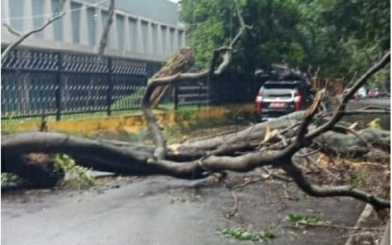 Palembang Diterjang Angin Hampir 100 Km per Jam, Pohon dan Reklame Tumbang