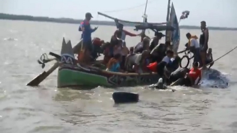 Heboh, Paus Raksasa 15 Meter Terdampar di Pantai Bungko Cirebon