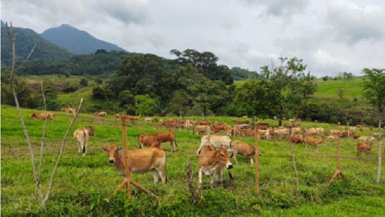 Di Padang Mengatas, Yuk Kenalan dengan Sapi Terkecil Nomor 2 di Dunia