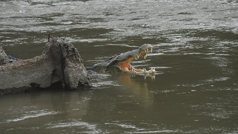 Buaya Berkalung Ban Muncul di Pinggir Sungai setelah Lama Tidak Terlihat - Bagian 2