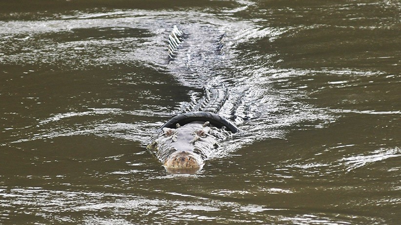 Berenang di Sungai, Prajurit Angkatan Darat Terluka Parah akibat Diserang Buaya Muara