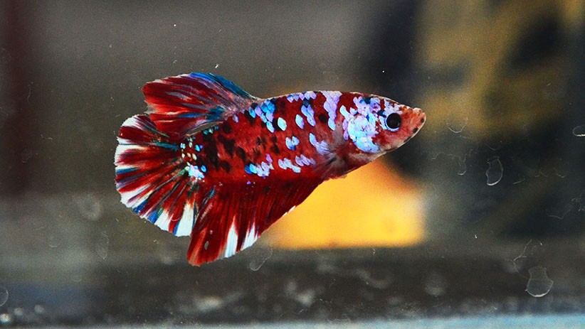 Peringatan HUT ke-77 Bhayangkara di Bandung, Ada Kontes Ikan Cupang Hias