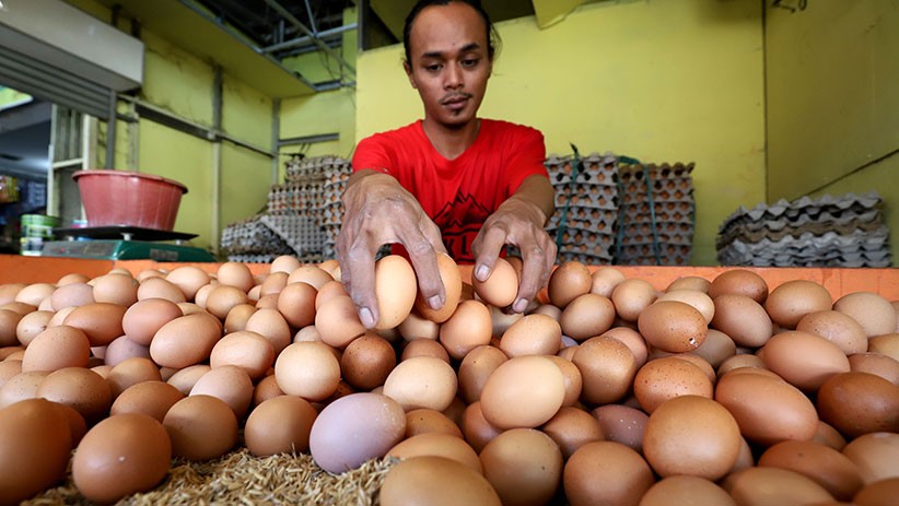 Harga Telur dan Daging Ayam Naik - Bagian 3