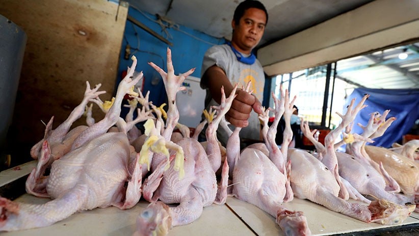 Daftar Harga Daging Ayam Ras di RI, Papua Barat Tertinggi