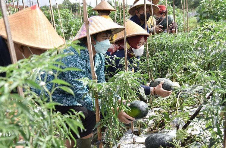 Pemkab Sleman Targetkan 1.000 Petani Milenial di 2024