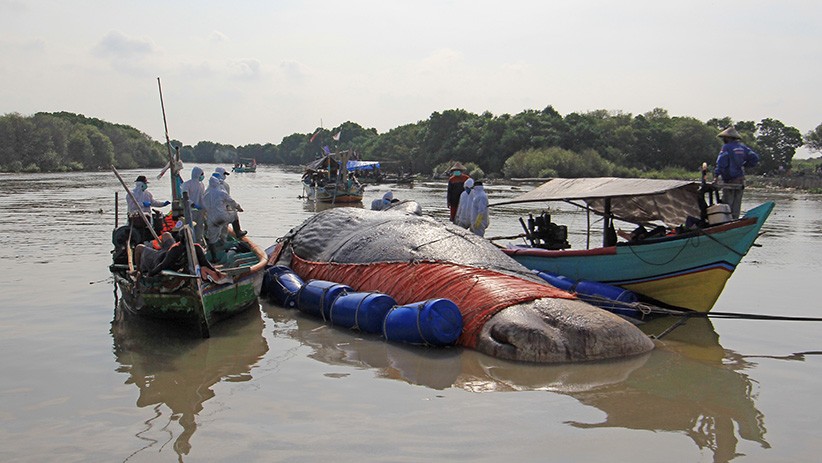 Paus Sperma Panjang 15 Meter Terdampar di Pantai Bungko Cirebon - Bagian 2