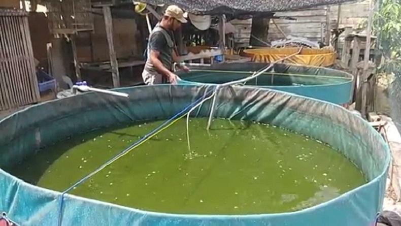 IRT di Pidie Aceh Ini Sukses Budidaya Lele di Lahan Sempit
