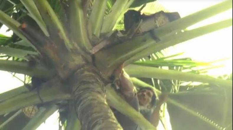 Nestapa Buruh Tani Gula Kelapa, Makin Terhimpit saat Pandemi 