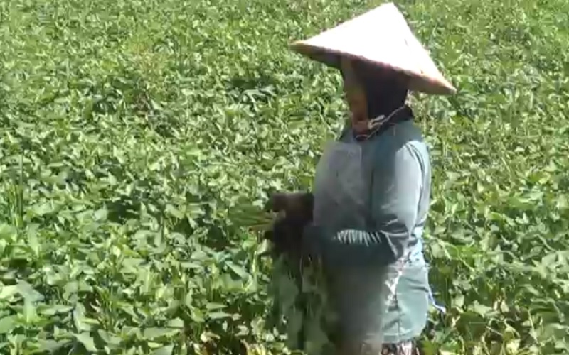 Permintaan Sayur Kangkung di Lombok Meningkat Selama Ramadan