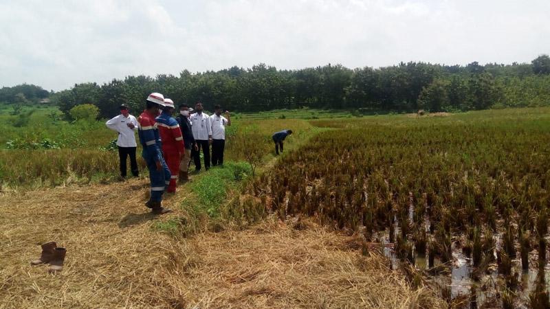Pipa Pertamina Bocor, Lahan Sawah di Sambong Blora Tercemar Minyak Mentah 
