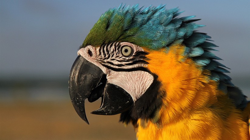 Melihat Keseruan Burung Macaw Berlatih Terbang Bebas - Bagian 3