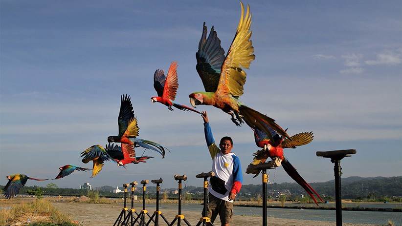 Melihat Keseruan Burung Macaw Berlatih Terbang Bebas - Bagian 1