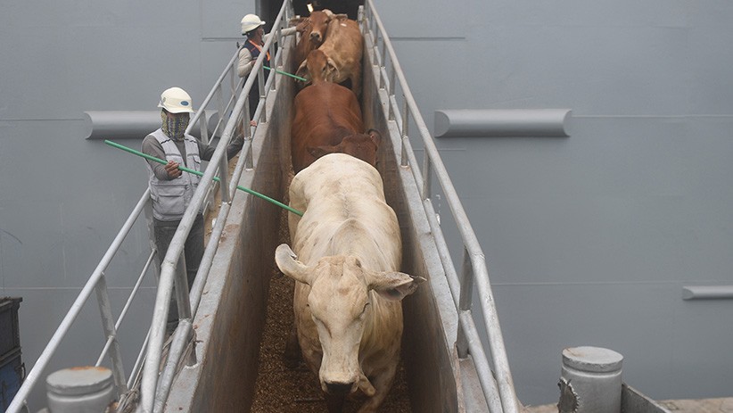 Penampakan Sapi Impor dari Australia Tiba di Pelabuhan Tanjung Priok - Bagian 2