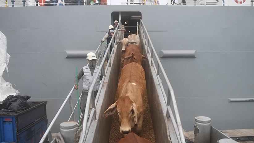 Penampakan Sapi Impor dari Australia Tiba di Pelabuhan Tanjung Priok - Bagian 1