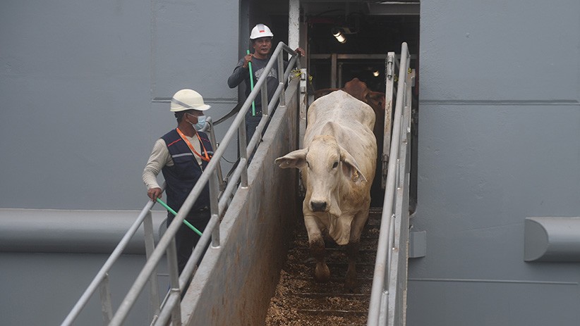 Penampakan Sapi Impor dari Australia Tiba di Pelabuhan Tanjung Priok - Bagian 3
