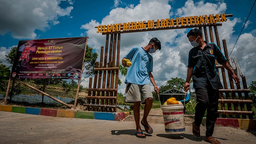 Warga Binaan Lapas Rangkasbitung Panen Timun Suri - Bagian 2