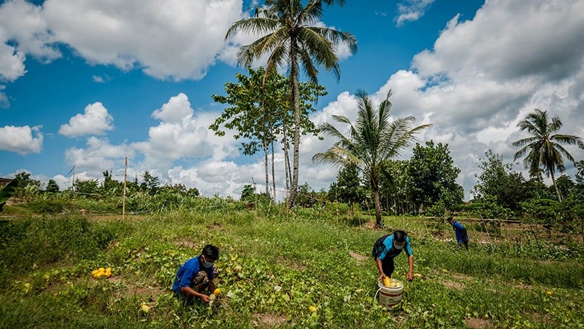 Warga Binaan Lapas Rangkasbitung Panen Timun Suri - Bagian 1