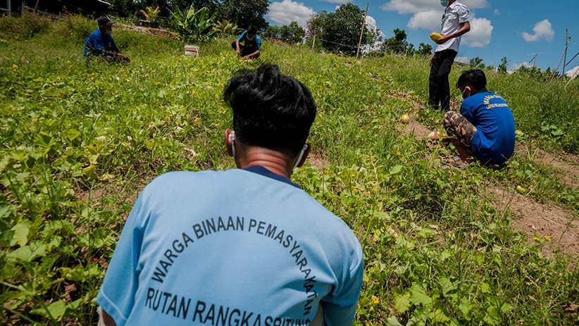 Warga Binaan Lapas Rangkasbitung Panen Timun Suri - Bagian 3