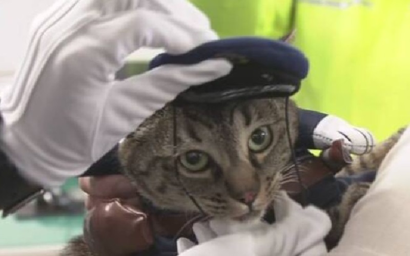 Selamatkan Seorang Kakek, Kucing Ini Diangkat Jadi Kepala Kepolisian Kota