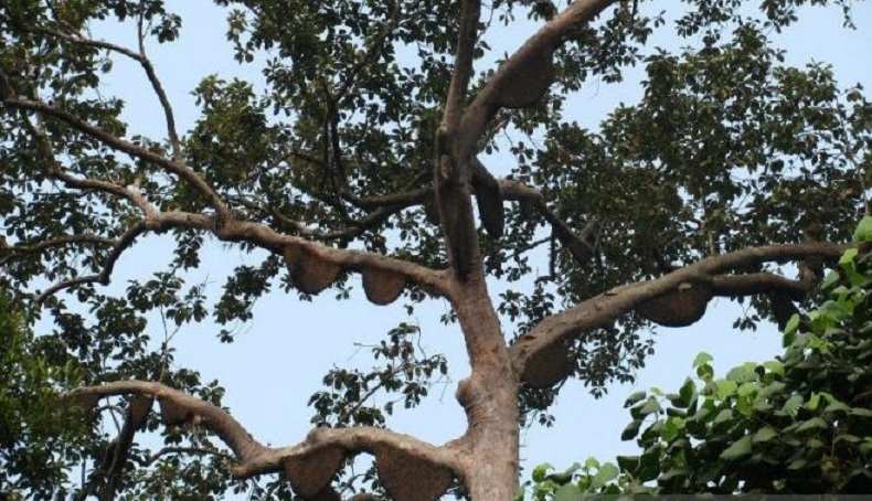 Pohon Sialang Ditetapkan sebagai Flora Dilindungi, Ini Sanksi bagi yang Menebang