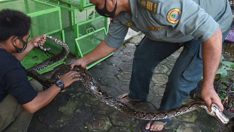Ular Sanca Panjang 3,5 Meter Ditangkap Warga dari Rumah yang Terendam Banjir - Bagian 2