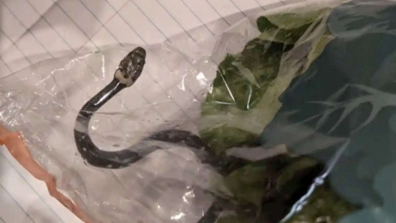 Belanja di Supermarket, Pria Ini Temukan Ular Berbisa Dalam Bungkus Selada