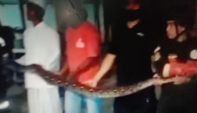 title Warga Gandasoli Kuningan Heboh, Ular Masuk Pekarangan saat Penghuni Salat Tarawih Warga Gandasoli Kuningan Heboh, Ular Masuk Pekarangan saat Penghuni Salat Tarawih