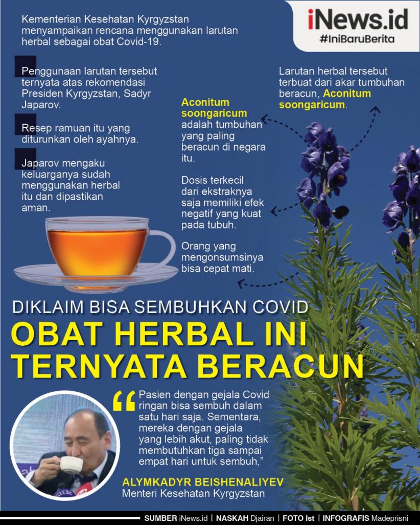 Infografis Obat Herbal yang Diklaim Bisa Sembuhkan Covid Ini Ternyata Beracun