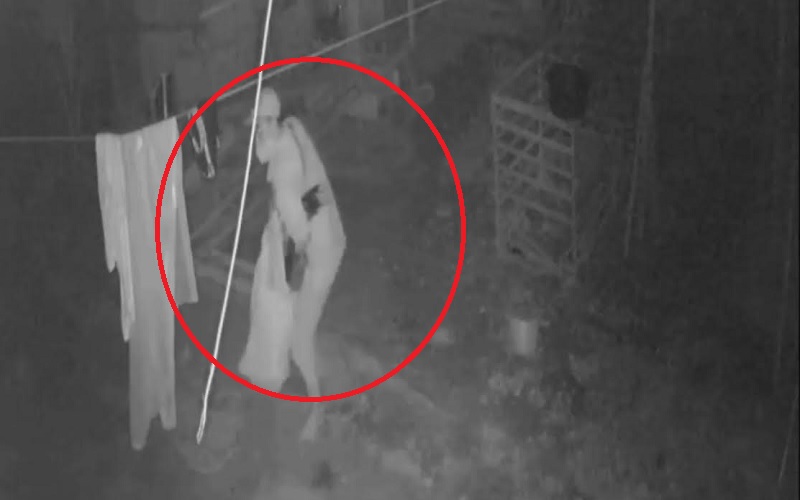 title Maling Ayam Bangkok Terekam CCTV, Pemilik Rugi Rp20 Juta Maling Ayam Bangkok Terekam CCTV, Pemilik Rugi Rp20 Juta