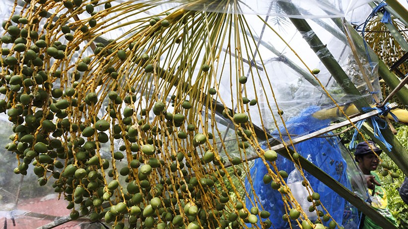 Budi Daya Kurma Barhee dari Timur Tengah di Cilegon - Bagian 3