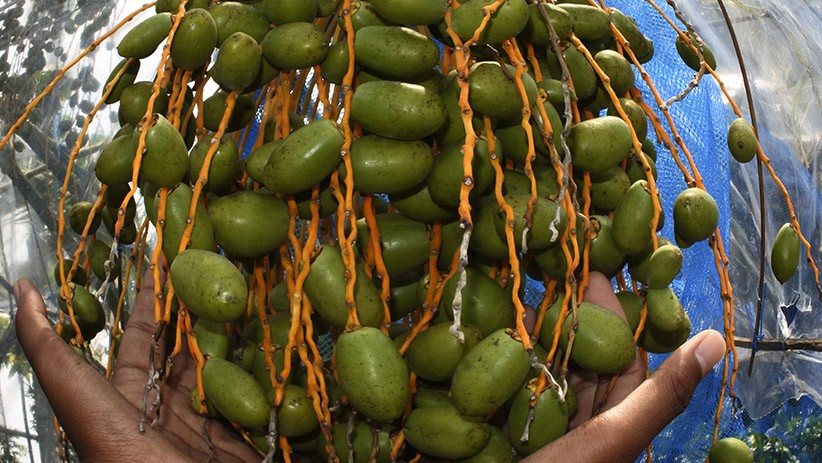 Budi Daya Kurma Barhee dari Timur Tengah di Cilegon - Bagian 1