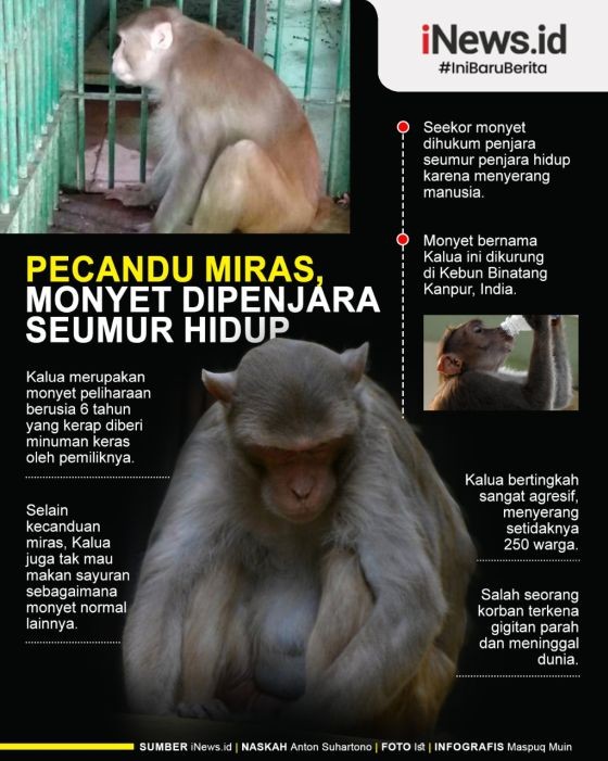 Infografis Monyet Pecandu Miras Dipenjara Seumur Hidup karena Serang 250 Orang