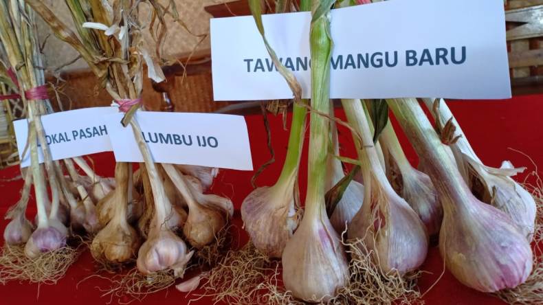 Petani Milenial di Boyolali Kembangkan Bawang putih Varietas Tawangmangu Baru