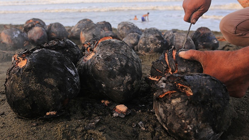 Kelapa Muda Bakar Khas Bulan Ramadan, Dijual Rp10.000 per Buah - Bagian 2