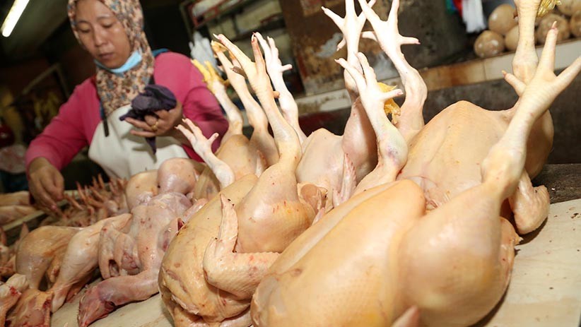 Harga Daging Ayam Merangkak Naik di Surabaya - Bagian 2
