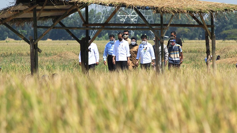 Hadiri Panen Raya, Presiden Jokowi Dengar Keluhan Petani Indramayu - Bagian 2