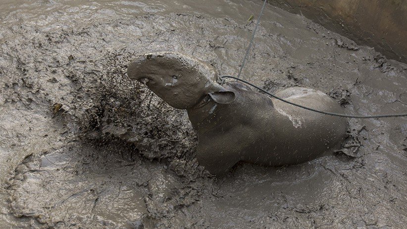 Momen Dramatis Evakuasi Seekor Tapir Terjebak 6 Jam di Kolam Ikan - Bagian 2
